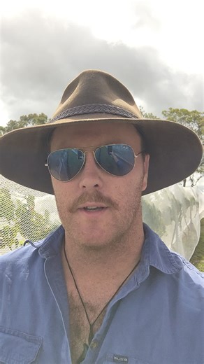 Winemaker Sam taking us on a vineyard walk to explain why we net the vines. #vintage2026 #huntervalleywine @samgoivese