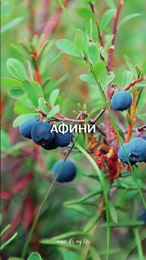 FIЇNKA - Афини | А там ростуть афини, афини В лісі за горбом І як то так трафило Бути нам разом?
