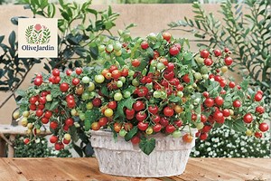 60 Tiny Tim Tomato Seeds – Dwarf Cherry Tomato – Compact Heirloom Variety – Fresh Non-gmo - Etsy
