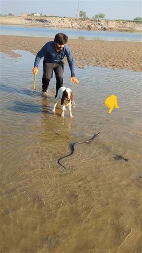 Pani me Nag #nagraj #kingcobra #naagmani #cobra