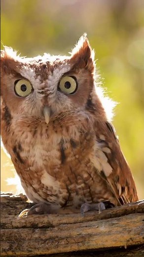 What Does a Screech Owl Sound Like? (More of a Song than a Screech!)