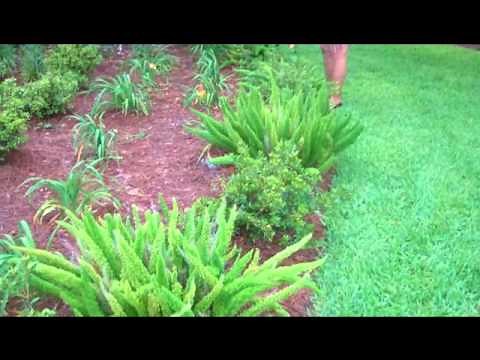 Foxtail Fern: Great garden addition