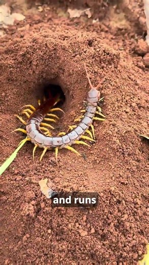 Chinese Use This Trick To Hunt Bugs With Ants #wholesome #facts #nature #ants #wildlife #hunting