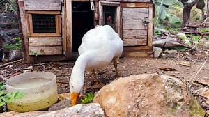An angry white goose hisses and frightens in the poultry yard. In the background, a cage for poultry.