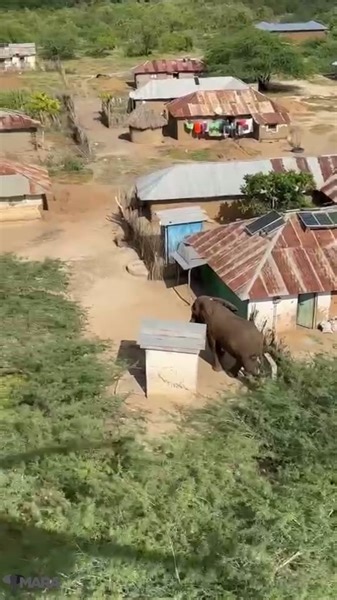 Mara Elephant Project Helicopter Rescue for Collared Elephant