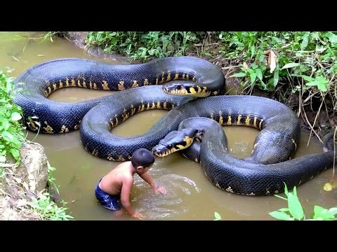 Ancient Reptiles Thriving in Their Natural Habitat