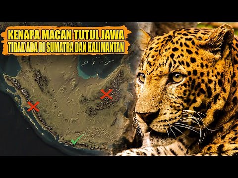 THE MYSTERY OF THE JAVANESE LEOPARD