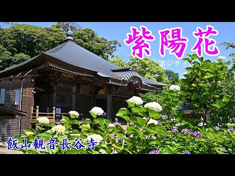アジサイー飯山観音長谷寺ー[神奈川県厚木市]