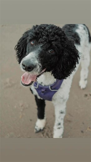 🌊 Beachy Babes 🌊 | Sheepadoodle Rescue adoption & rehoming shelter