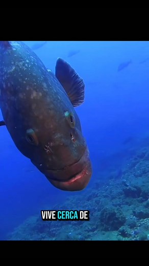 279K views · 4.4K reactions | ¿Sabias que? El mero es un pez hermafrodita proterogínico, lo que significa que la mayoría de los individuos nacen como hembras y, con el tiempo (alrededor de los 12 años o cuando son muy grandes), pueden cambiar de sexo y convertirse en machos. ​#PezMero ​#Mero ​#VidaMarina ​#CuriosidadesMarinas ​#Epinephelus ​#PezGigante ​#AnimalesIncreíbles #DatoCurioso | Pesca fish | Facebook