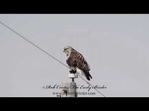 ROUGH-LEGGED HAWK Buteo lagopus