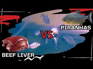 LIVE Feeding : BABY PIRANHAS vs BEEF LIVER | (WARNING ❗️Graphic content)