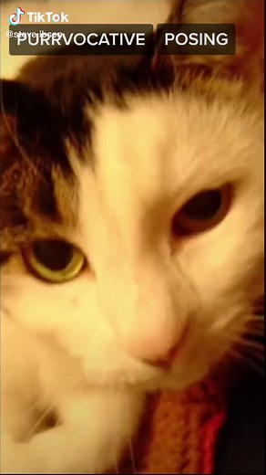 Join the Fun with the Kitty Cat Dance by Steve Ibsen