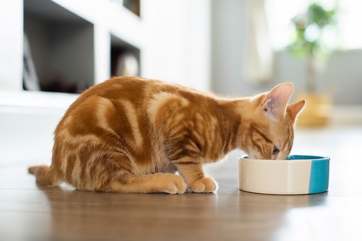Water Bowls That Encourage Your Cat to Drink