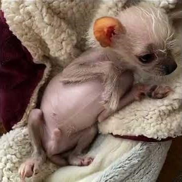 A Tiny Sneeze That Changed This Dog’s Whole World! 😂🐶 #pets #anime #animal #funny