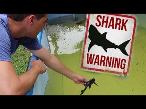 JAWS VS ALIEN fish called pleco.