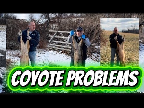 Coyote Problems