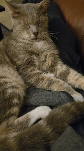 KindaPrimitive (@kindaprimitive)’s videos with オリジナル楽曲 - 🕺🏼Hoodie fam🌏