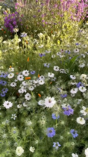 Craving a vibrant garden that’s easy to maintain? Wildflowers are your answer. Our handcrafted seed mixes bloom into endless shapes and colours, which means no two patches are ever alike. Plus, your meadow gives bees and butterflies a happy home—doing good for you and the planet! All it takes is a few seeds—and a little patience—to create a masterpiece. | Meadow Flowers | Facebook