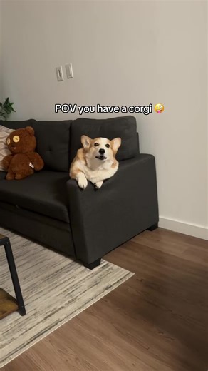POV: You Have a Corgi!