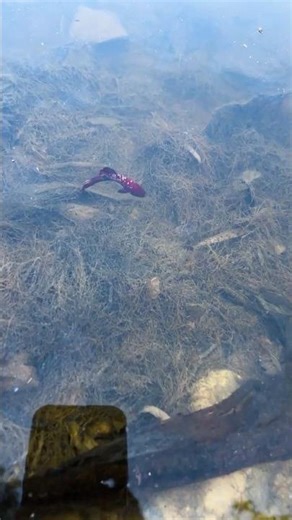 catch betta fish #bettafish