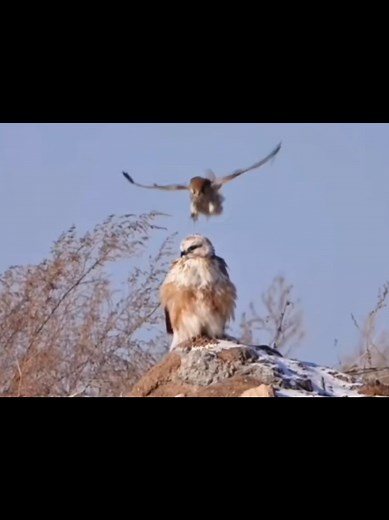 Falcon vs Hawk: Nature's Majestic Bird Battle
