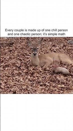 Funny Chihuahua Plays With Deer in Yard!