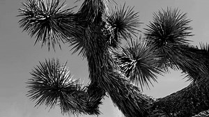 February 2, 2015 - Joshua Trees