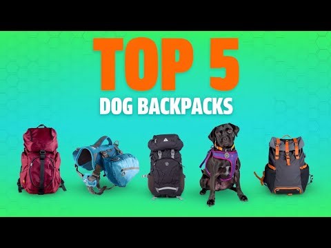 Top 5 Dog Backpacks of 2026 – Comfort & Durability Tested!