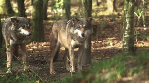 Wolves, Pack, Predator, Nature