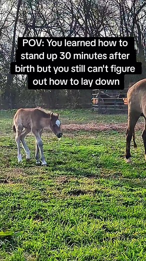 Newborn Foals: The Struggle to Lay Down