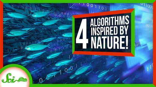 4 algorithms we borrowed from nature