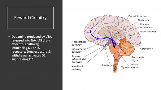 Calcium Imaging and Fiber Photometry钙成像和光线测光