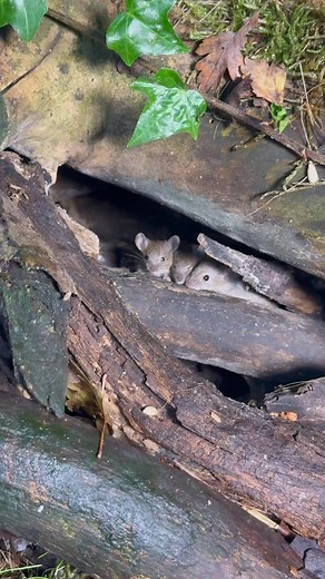 142K views · 11K reactions | The Mouse in the spotlight. lights, camera, action. Filming the honeysuckle family this teatime | The Mouse family that live by the brambles | Facebook