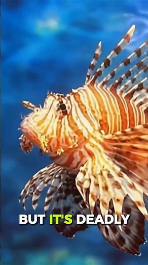 "Lionfish 🐠 The Ocean’s Beautiful Killer 🌊 #facts #animals