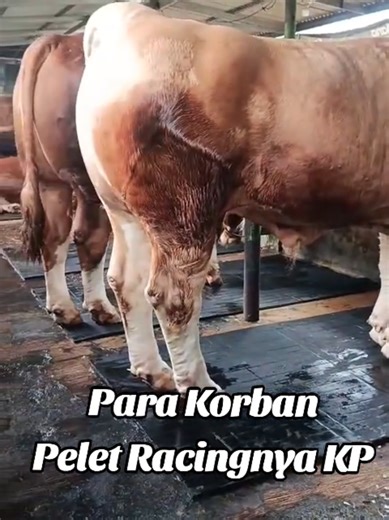 Para Korbannya pelet racingnya KP #sapi #korban #pelet #pakan #pakanternak @Kandang Pedalaman @JOYUN FARM @Rafi Putra