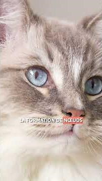 5 CHARACTERISTICS of Ragdoll cats 😸💗
