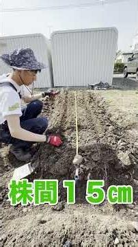 スイートコーン播種！テキトウに蒔いても大丈夫？！綺麗に生えそろう蒔き方！！ #レッツ農 #家庭菜園 #再生栽培 #スイートコーン #農業 #播種 #shorts