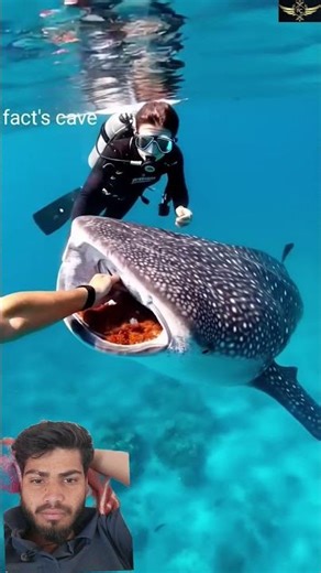 The biggest animals in the ocean