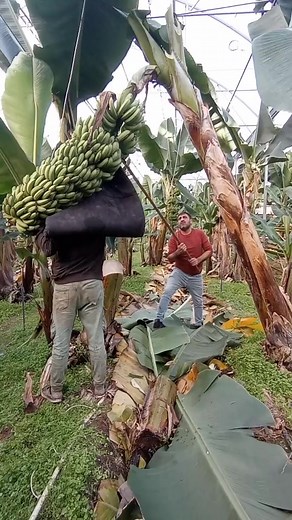 40K views · 163 reactions | Broking Bananas in Sunny Weather #reels | Bananas World | Facebook