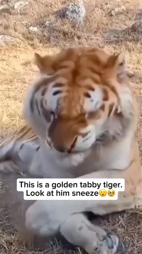 The Big Cat Rescuers on Instagram: "Raccoons are impressively intelligent animals, known for their sharp problem-solving abilities and remarkable adaptability. They can remember solutions to puzzles for years and are clever enough to open doors, latches, and containers using their nimble, hand-like paws. Naturally curious, raccoons thrive in environments ranging from dense forests to busy city streets, quickly learning to navigate whatever challenges they face. Their talent for recognising patte