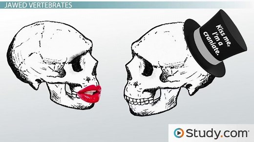 Vertebrates: Origin, Characteristics & Diversity