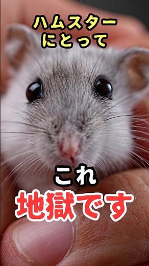 11 Things Owners Do That Hamsters Actually Hate (You Might Be Doing These Without Knowing)