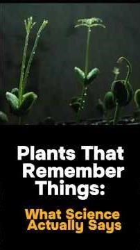 What Science REALLY Says About Plants That Remember Things