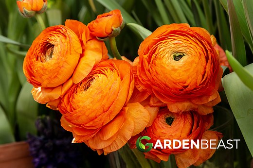 Persian Buttercup Guide: How to Grow & Care for “Ranunculus asiaticus”