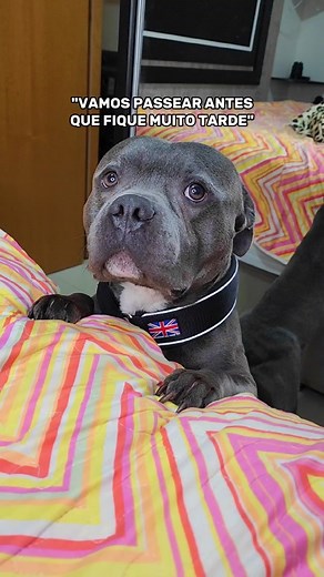 Aproveite cada momento com seu cachorro: Vamos passear juntos!