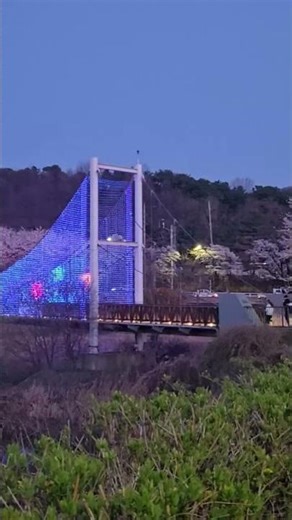 Night view in bridge spring season #lifeinkorea #bridge #shortvideo #blossom
