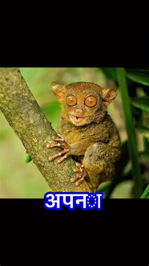 Philippine Tarsier 😳👀 Tiny Body, Giant Eyes!”