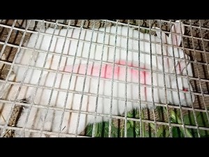 pig meeting time #meeting viral video