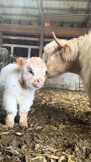 Meet our adorable mini moo crew 🐮✨ Tiny in size, big in personality — and ready to brighten your feed! Whether rescued, rehomed, or raised with love, our mini cows deserve all the cuddles and second chances. 🤎 Follow our journey for heart-melting moments, fun cow facts, and the cutest snuggly snouts you’ve ever seen! 🌾 #minicows #minicowsofinstagram #minicowlove #rescuedanimals #farmrescuelife #cowrescue #adoptdontshop #minifarm #minifarmlife #hobbyfarm #cutecows #cowsoftiktok #cowsofig #cows